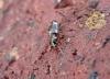 Bembidion quadrimaculatum